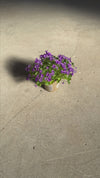 campanula-Porto-Violeta-M-video