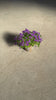 campanula-Porto-Violeta-M-video