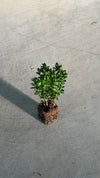 arbusto outdoor buxus