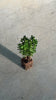 arbusto outdoor buxus