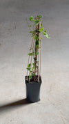 Madreselva de Japón - Lonicera Japonica Red L