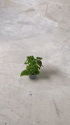 pilea-moon-valley-mini-video