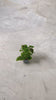 pilea-moon-valley-mini-video