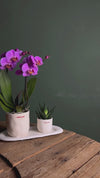 Conjunto de Oferta Love – Orquídea e Suculenta Com Vaso