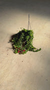 Aeschynanthus Mona Lisa – Planta Batom M