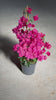Bougainvillea-Rosa-L-video