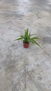 Cinta-de-Moça - Chlorophytum