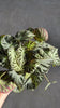 Begonia_Silver_Jewel_M
