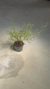 Sophora-Prostata-video