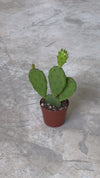 Cato Opuntia Humifusa Mini