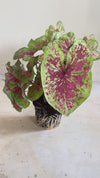 Caladium Miss Muffet M