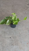 golden-pothos-m-video