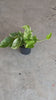 golden-pothos-m-video