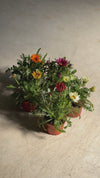 Gazania Mix video