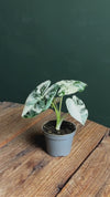 Alocasia Frydek Variegata Mini