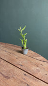 Dracaena Lucky Bamboo Vaso Pequeno
