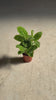 calathea zebrina mini video