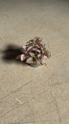 Hipoestes Rosa Mini