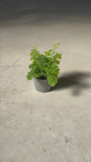 adiantum-raddianum-mini-video