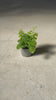 adiantum-raddianum-mini-video
