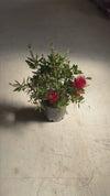 Callistemon-citrinus-Splendens-video