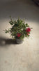 Callistemon-citrinus-Splendens-video