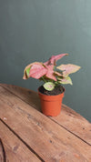 Syngonium Neon Pink M