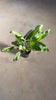 aglaonema silver queen m