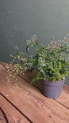 Jasminum Polyanthum – Jasmim-Chinês M