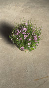 Campanula Porto Pink M video