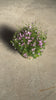 Campanula Porto Pink M video