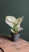 Aglaonema White Joy M