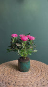 Conjunto de Oferta Rosal Mini + Mini Vaso de Cerâmica Mossy