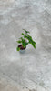 alocasia-jacklyn-mini-video
