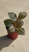 Pilea Spruceana Norfolk Plata Mini video