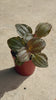Pilea Spruceana Norfolk Plata Mini video