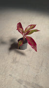 Aglaonema-red-fire-mini-video


