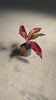 Aglaonema-red-fire-mini-video

