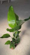 Strelitzia Nicolai XL