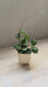 Hoya Kerrii Multifolia M