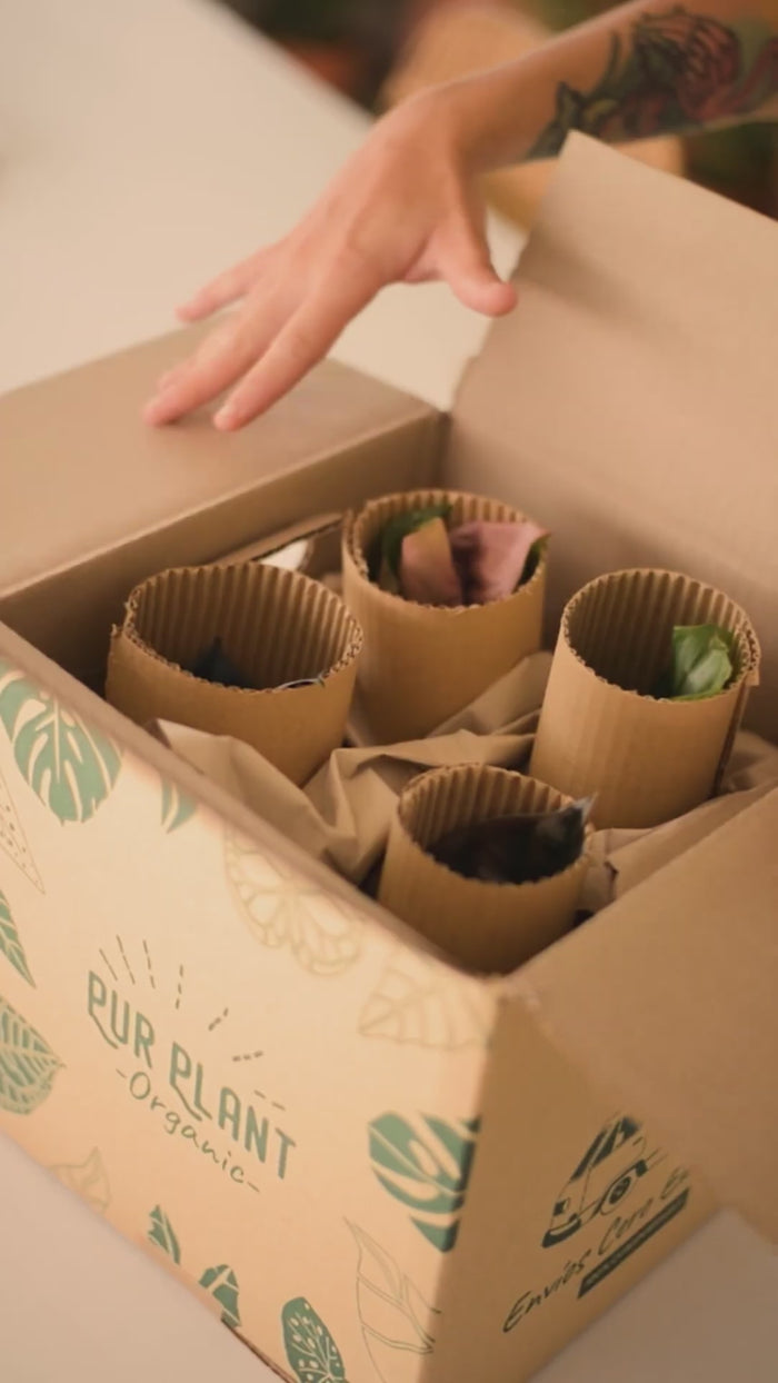 Packaging libre de plásticos