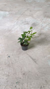 La-Hedera-Helix-Mini-video