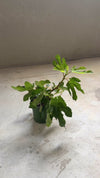 Figueira Bonsai - Ficus Carica
