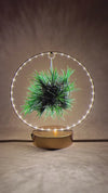 Tillandsia Em Círculo De Luz – Dourado