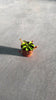 carnivora nephentes mini