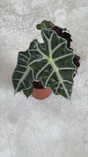 alocasia-polly-video