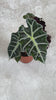 alocasia-polly-video