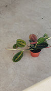 Maranta Leuconeura M