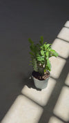 Euphorbia Trigona Verde Mini