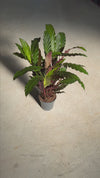 Calathea Rufibarba L